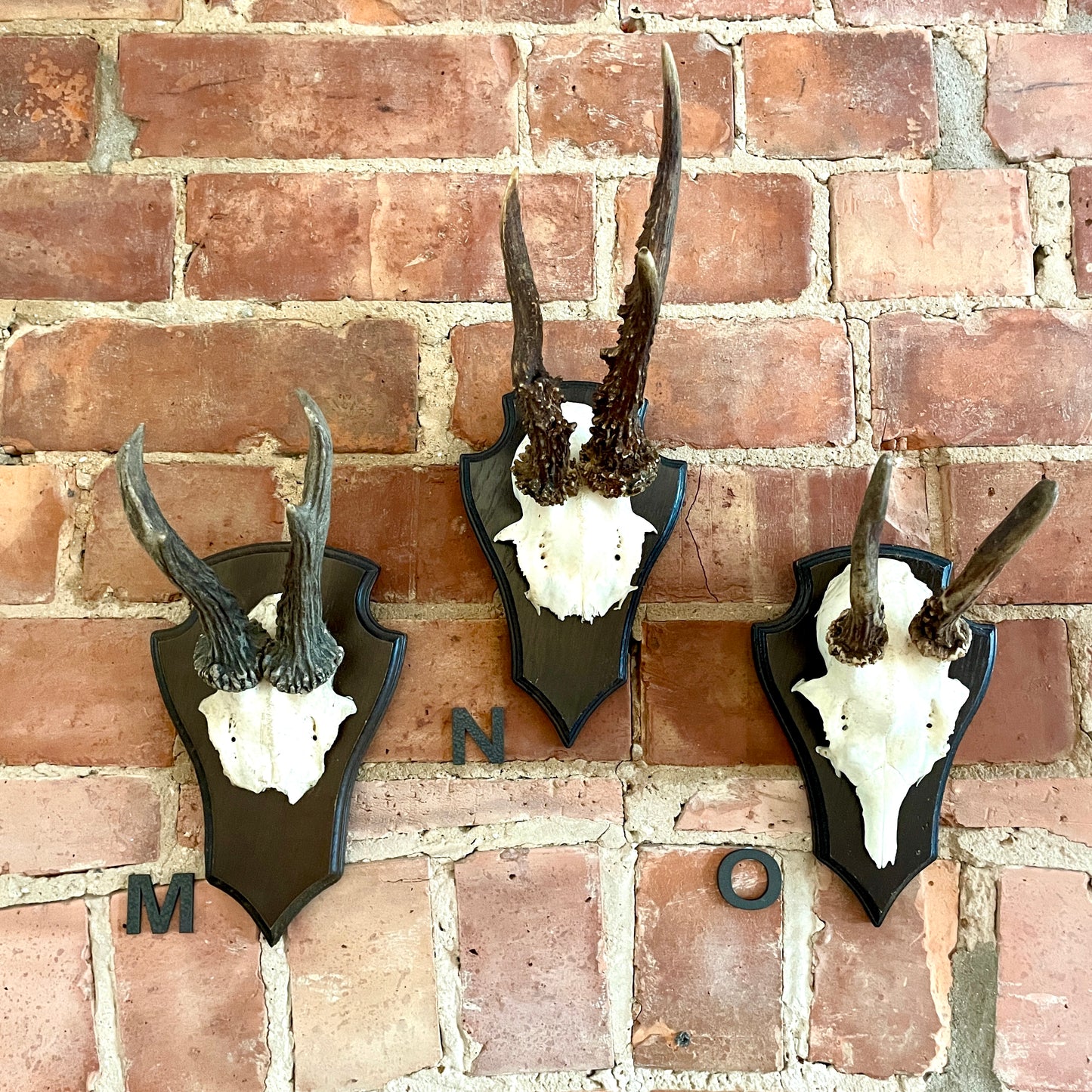 Vintage Mounted Roe Deer Antlers