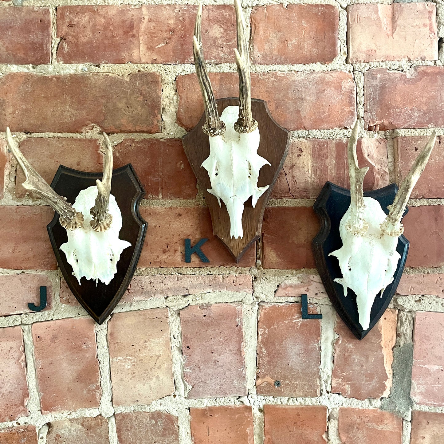 Vintage Mounted Roe Deer Antlers