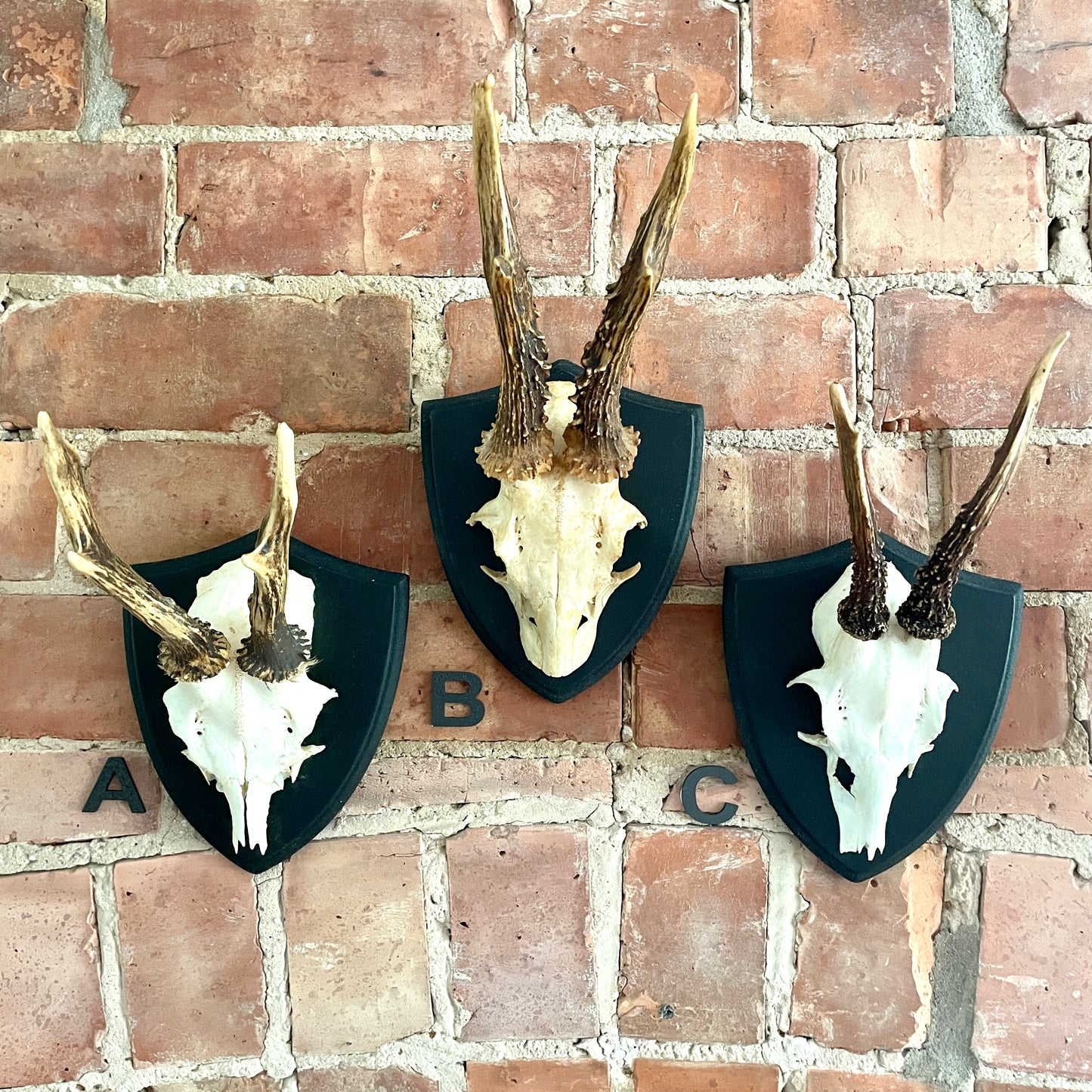 Mounted Roe Deer antlers and skull