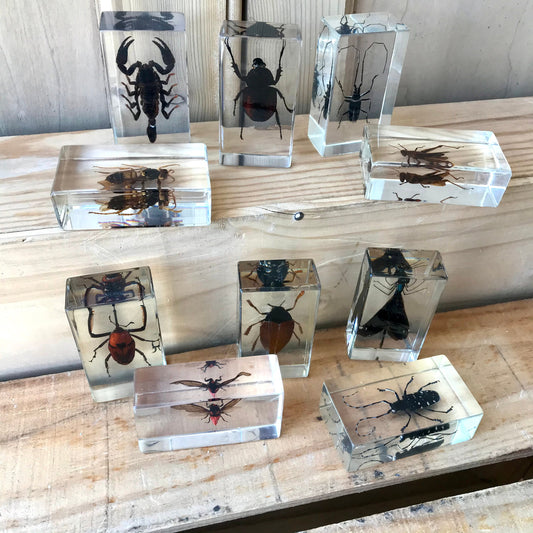 Vintage insect specimens