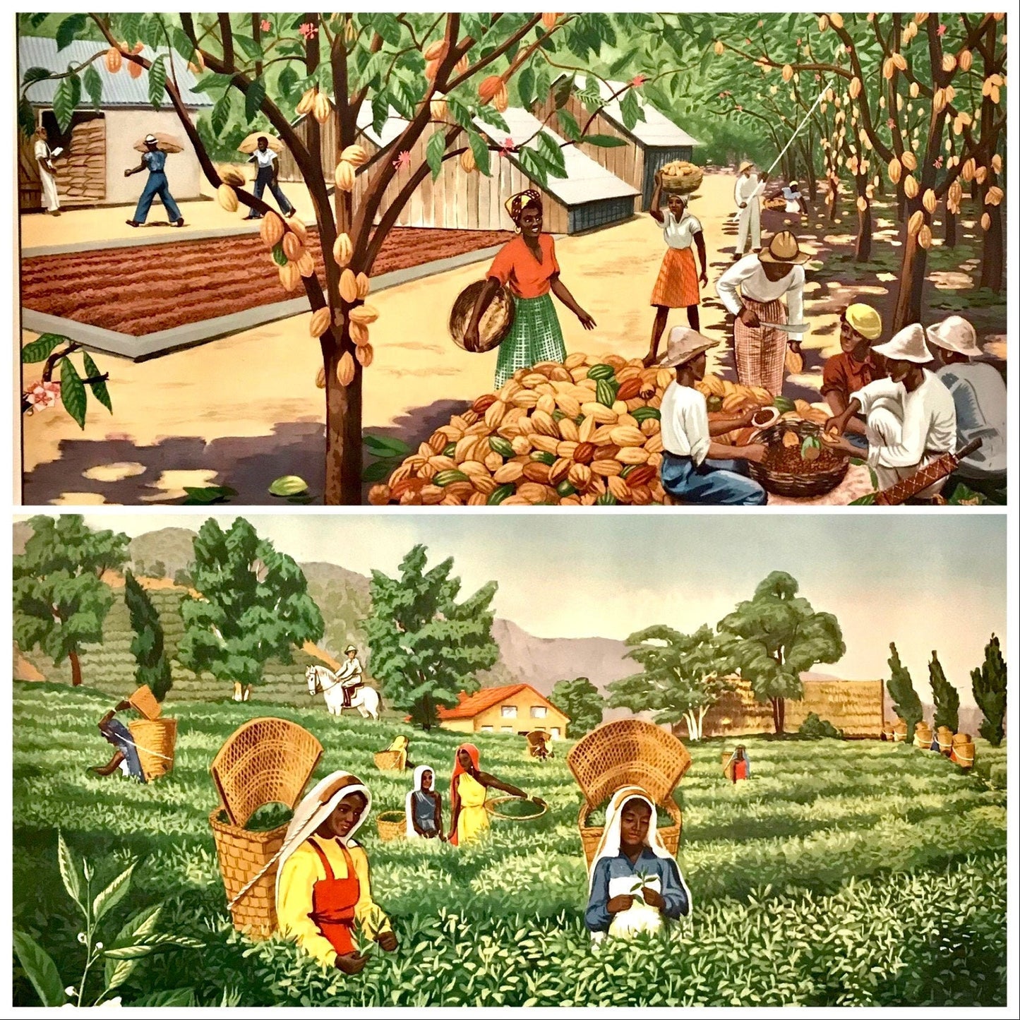 Vintage educational posters: Tea Plantation, Cacao Plantaion pair