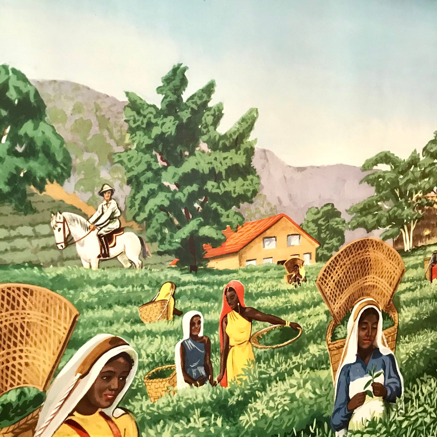 Vintage educational posters: Tea Plantation, Cacao Plantaion pair