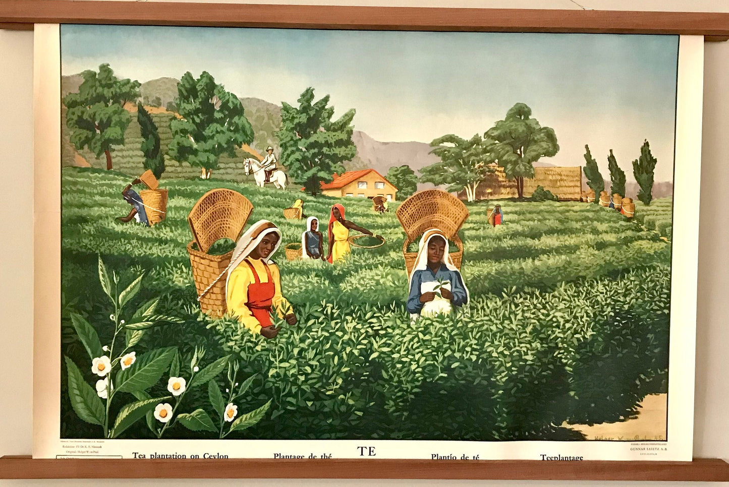 Vintage educational posters: Tea Plantation, Cacao Plantaion pair